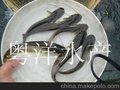 批发鲶鱼苗