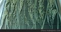 供应植物灌胶玻璃