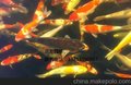 供应别墅、私家花园内的鱼池水处理