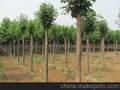 山东较大的3公分白蜡树种植基地专供