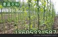 麦蓝农科美国竹柳是当下的树种