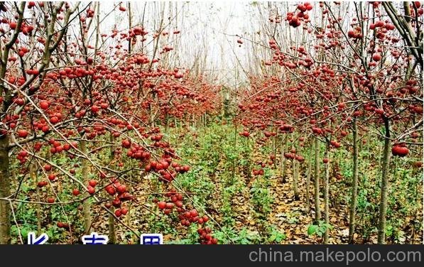 供應(yīng)恒昌木瓜海棠圖片