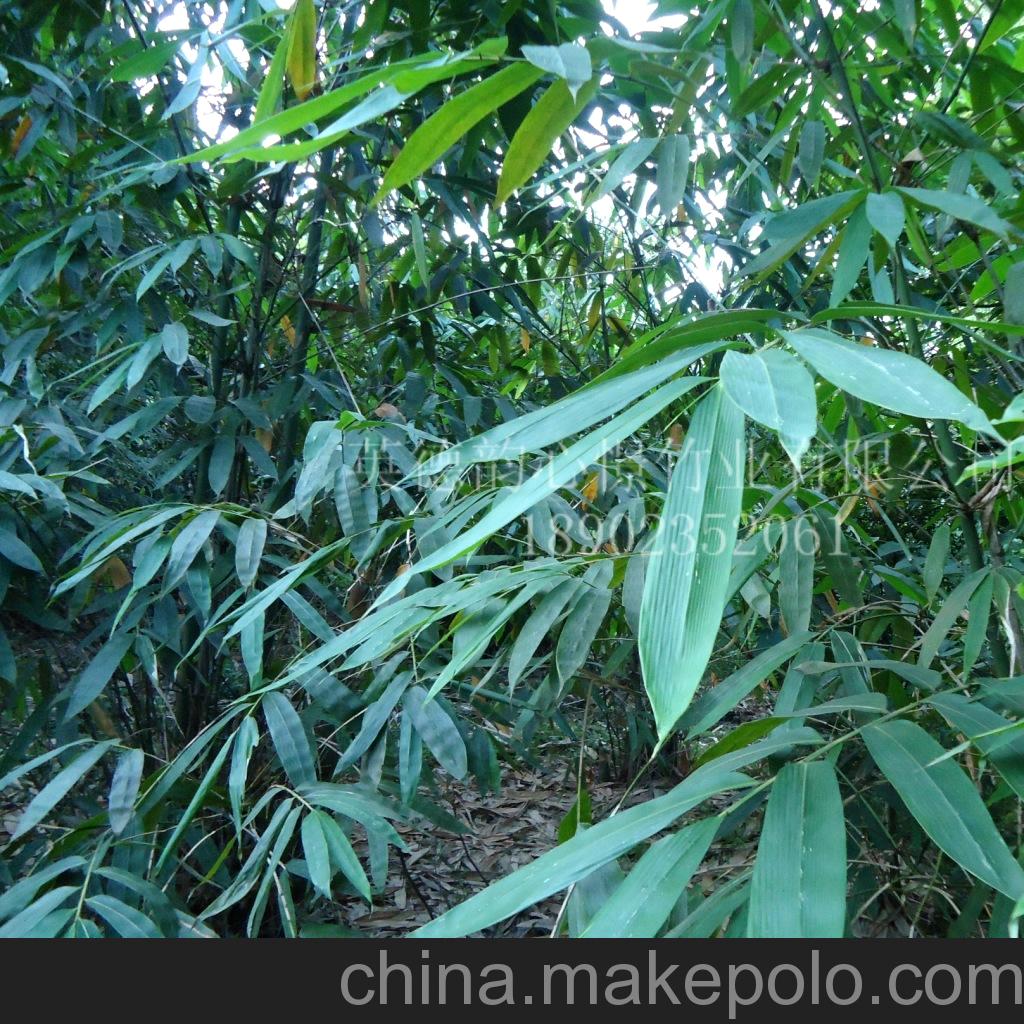 麻竹叶清香粽叶广东种植地生产厂家批发