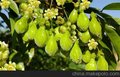 供应白木香树木沉香树苗移栽6-8厘米