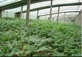 厂家直销大棚农膜