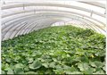 无支柱温室大棚支架蔬菜大棚花卉大棚天亿温室工程