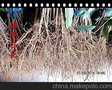 批发销售八月扦插丹桂小苗 桂花小苗 桂花树苗 可送货