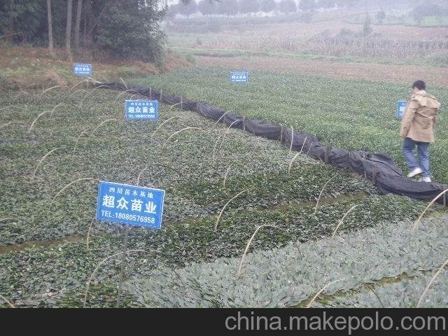 四川千萬茶苗、四川茶苗基地、茶苗價格圖片