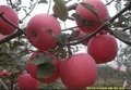 供应膜袋红富士苹果红富士苹果价钱