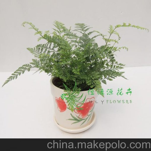 廣州花卉供應(yīng)批發(fā)室內(nèi)小盆栽吸甲醛、凈化空氣綠植狼尾蕨圖片