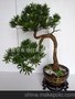 低价 仿真松树 栩栩如生 盆栽植物  植物工艺品