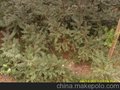        香榧苗