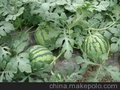 N45微喷带 PE水带 精品膜下滴灌带 浙江生产厂家 节水灌溉
