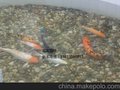 供应100立方锦鲤鱼池生化过滤
