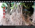 销售桂花苗包邮批发 桂花扦插苗 八月桂 金桂苗 优质桂花