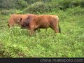 贵州 黔西南州 兴义 云祥肉业 专业养殖供应  优质耕牛