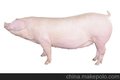 长白猪报价 怀孕母猪供应商 长白猪新报价