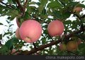 山东供应75-85苹果交易市场