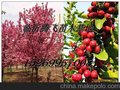 供应珠穆朗玛海棠、珠穆朗玛成苗、珠穆朗玛海棠芽苗