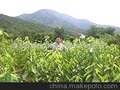 山东大樱桃苗木1-5生年分枝 2-14公分(图)