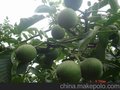 山东青皮核桃批发