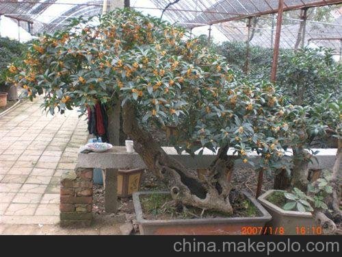 青州高檔桂花盆景批發(fā)較好的桂花樹(shù)盆景青州桂花盆景批發(fā)市場(chǎng)圖片