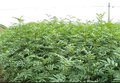 供应优质花椒苗，山西花椒苗