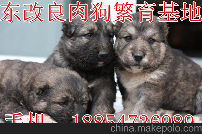 供應(yīng)肉狗，肉狗養(yǎng)殖場(chǎng)圖片