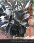xb萧山春秋植物盆景出租摆放