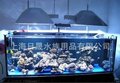 海水鱼缸 蛋白分离器 冷水机 珊瑚鱼缸