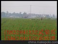 供应河北毛桃苗规模大栾城毛桃苗好