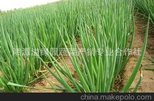 湖南基地現(xiàn)貨批發(fā)供應大量無公害無污染優(yōu)質香蔥圖片