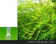 供应连翘油