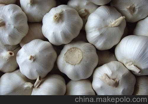 供應萊蕪大蒜--萊蕪市新合作農(nóng)產(chǎn)品有限公司圖片