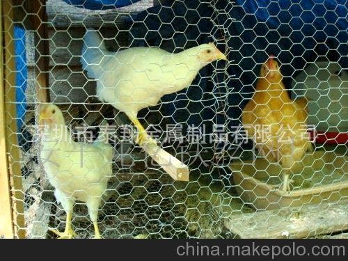 深圳廠家直銷 養(yǎng)殖用網(wǎng) 塑料平網(wǎng) 塑料制品 平網(wǎng)圖片