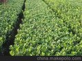 青州大量出售冬青.大叶黄杨.金边黄杨各种苗木草花价格便宜