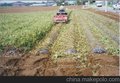 县紫红薯苗产地批发价格行情