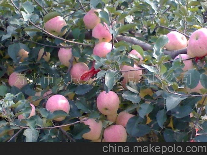 冷凍蘋(píng)果丁圖片