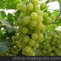优质SO4嫁接维多利亚葡萄苗