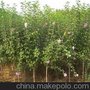 木槿批发/江苏苗木sell/供应木槿