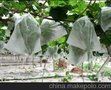 东莞威骏大量供应无纺布葡萄套袋