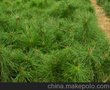 油松小苗，油松营养杯苗