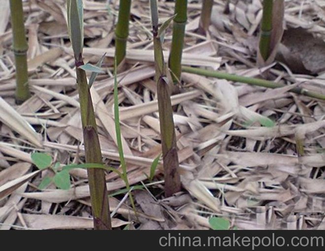 供應(yīng)皖華瑞速凍野山筍圖片