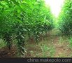 供应龙柱碧桃樱花龙柱碧桃