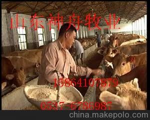 供應(yīng)提供育肥肉牛犢種牛犢圖片