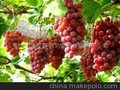 貴州紅星發展都勻綠友有限責任公司 GUIZHOU RED STAR DEVELOPMENT DUYUN LUYOU CO.,LTD