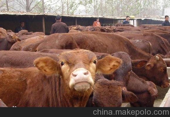 供應(yīng)肉牛犢改良牛犢雜交牛犢西門塔爾牛圖片