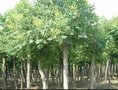 北栾树苗价格/翔禾苗圃供/北京栾树苗/北栾树苗价格栾树苗新价格