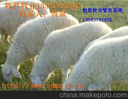供應波爾山羊 小尾寒羊改良肉羊羔圖片