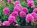 山东福禄考基地 大量出售各种草花苗木
